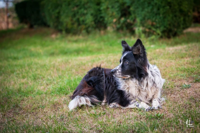 01-domaine-ormeaux-animaux
