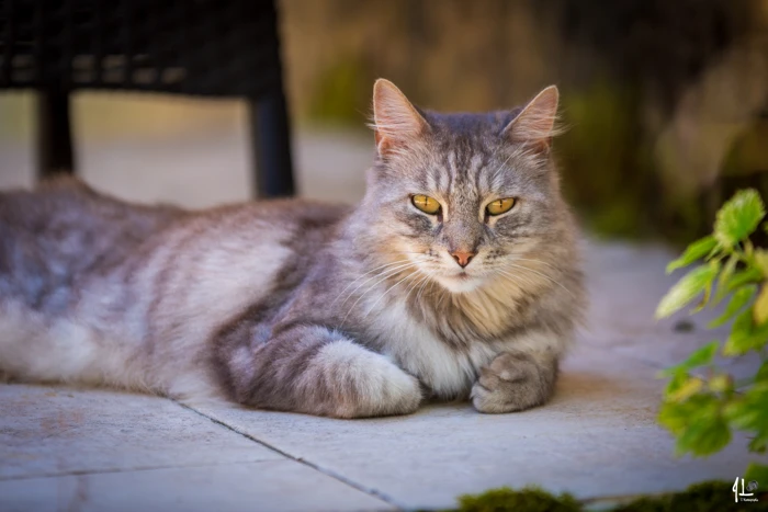 02-domaine-ormeaux-animaux