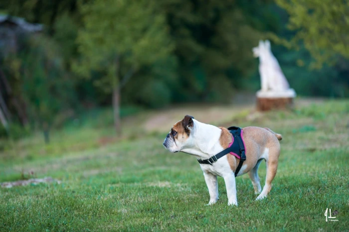 03-domaine-ormeaux-animaux