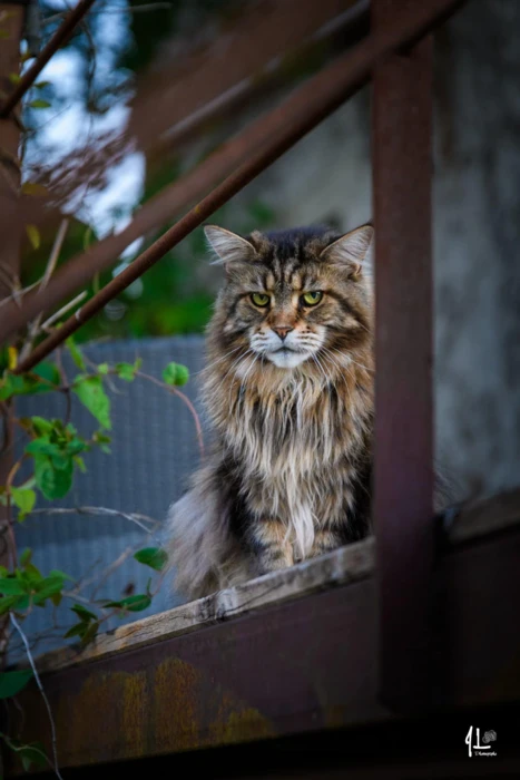 04-domaine-ormeaux-animaux